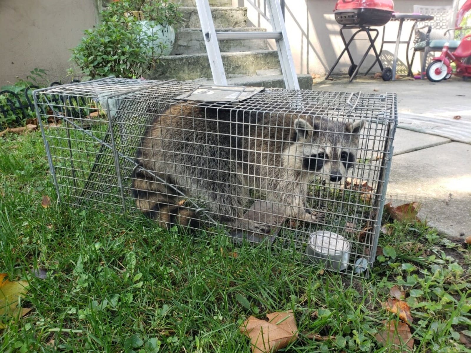 Raccoon safely trapped for relocation in Collingswood